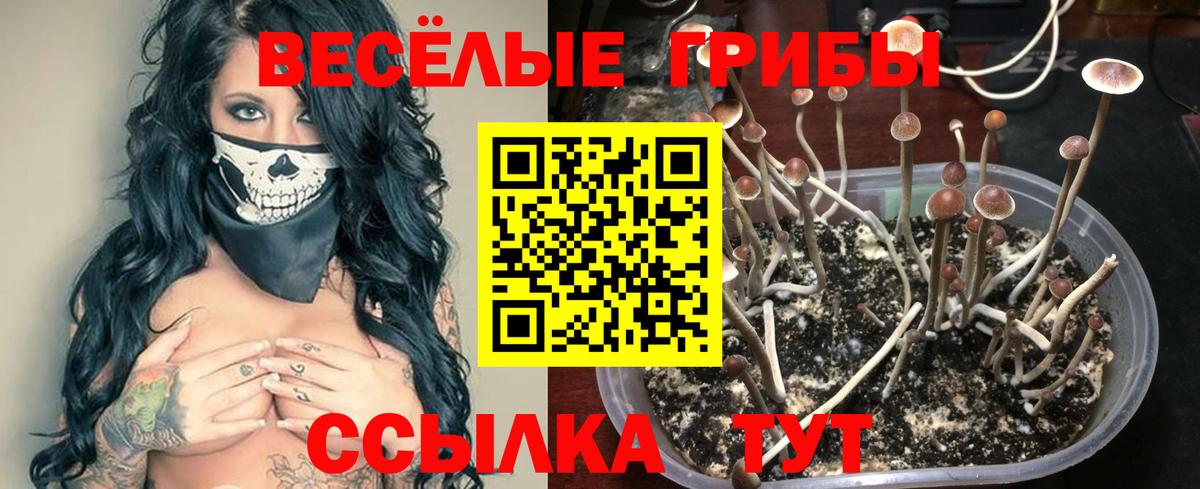 Псилоцибиновые грибы Psilocybe  Псилоцибиновые грибы Psilocybe  Березники  Вход с VPN 